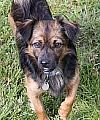 Lupo