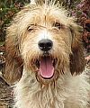 Idefix