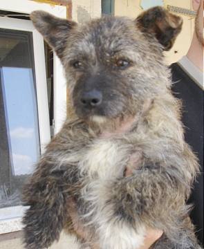 ronja