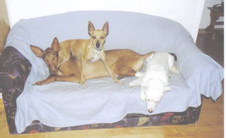 sofa