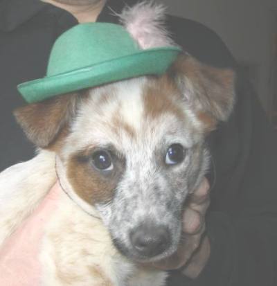 welpenfoto