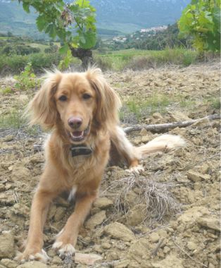 Rufo