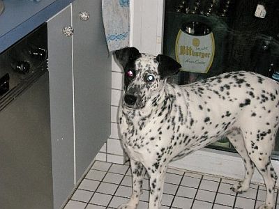 dalina