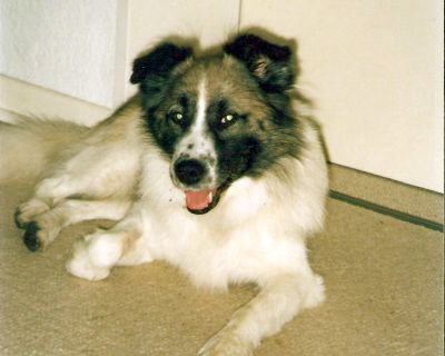 goran