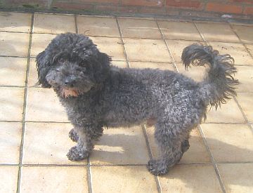 charly