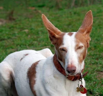 Tabita