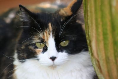 Katze Trina