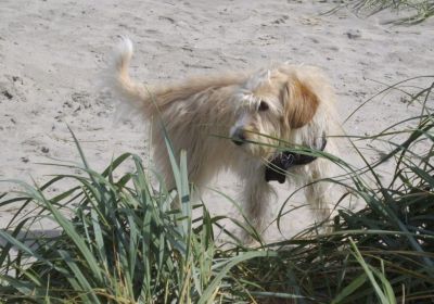 Maggie