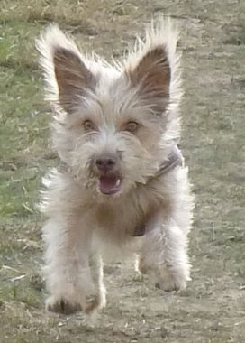Pisto