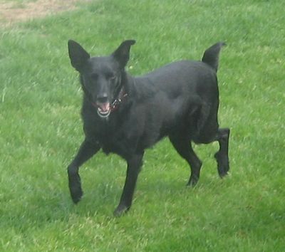 Blacky