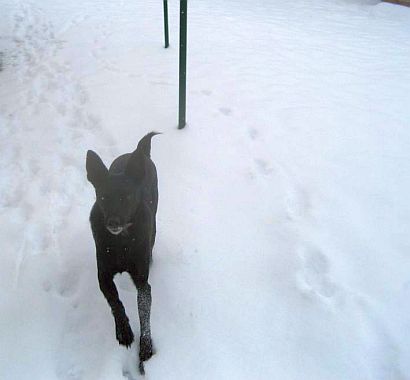 Blacky