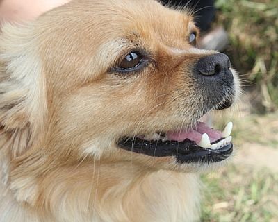 Chico
