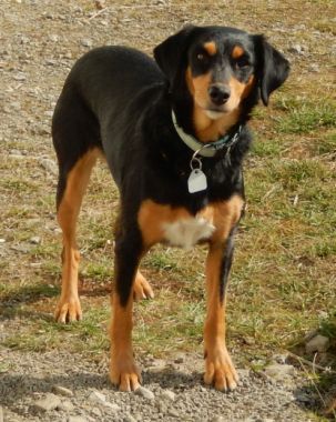 Pizca