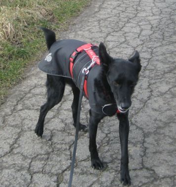 Blacky