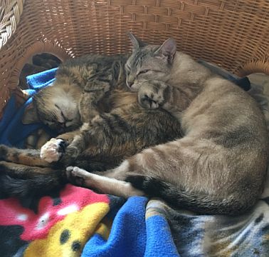 Helena und Ziana