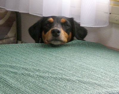 Pizca