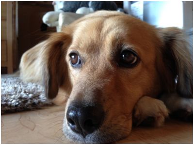 Teddy