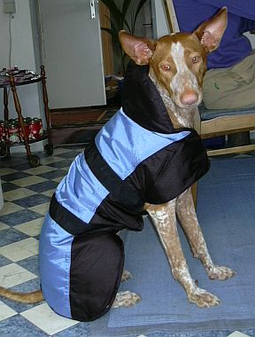 Gassi gehen