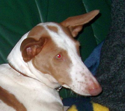 Tabita