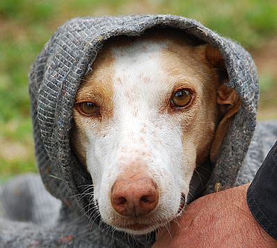 Türkischer Podenco
