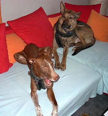 Xenon