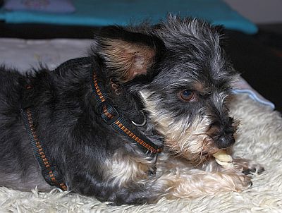 Erfahrungsbericht Gino